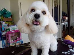 The Best Dog Grooming in Roundwood- Rachel's Pooch Parlour